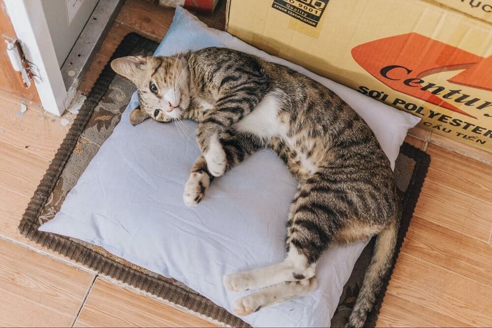 pet subscription business ideas