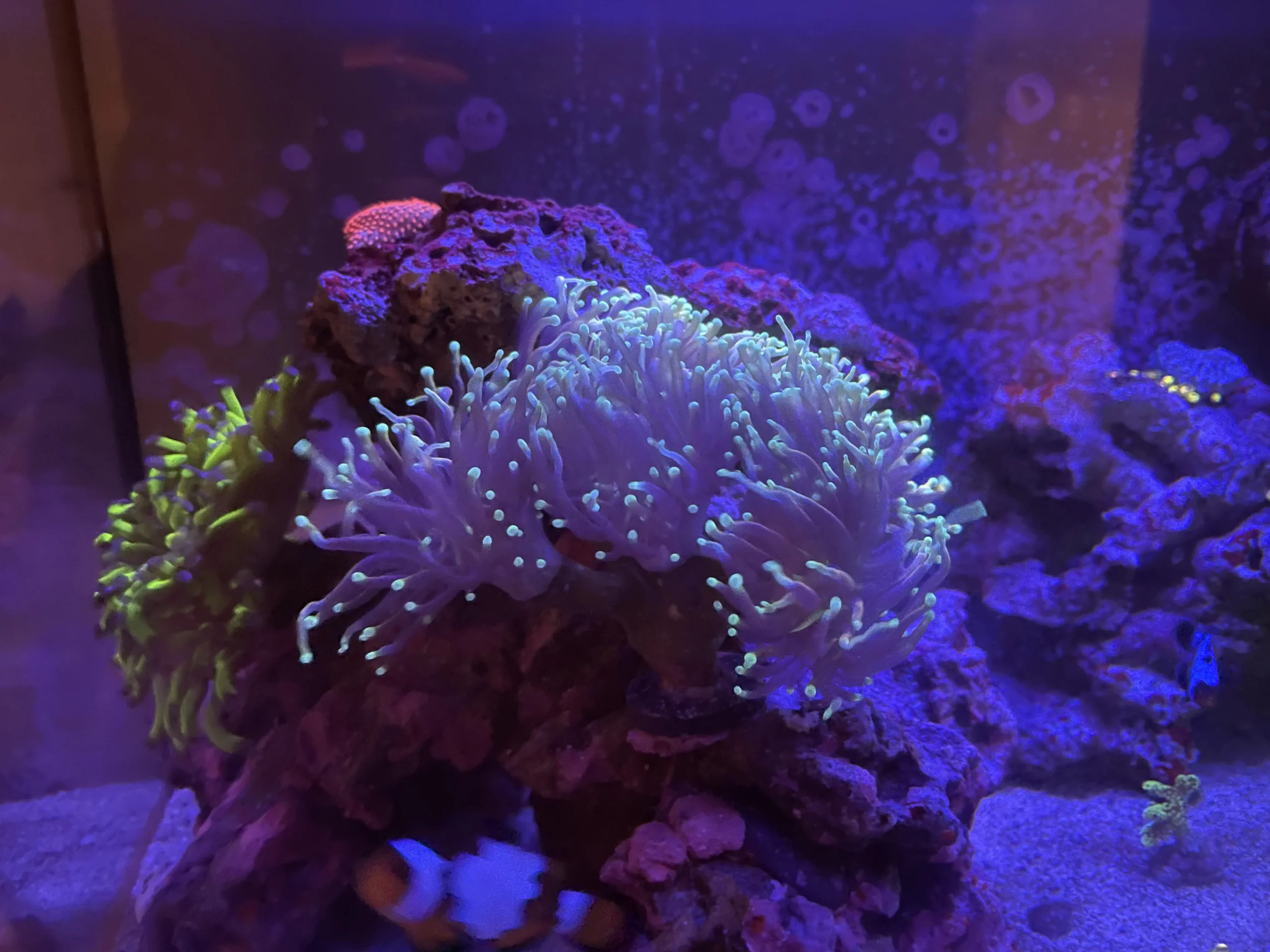 Coral-anonymus-feature image