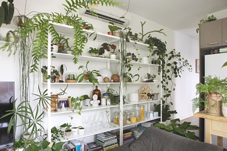 showcase your plants