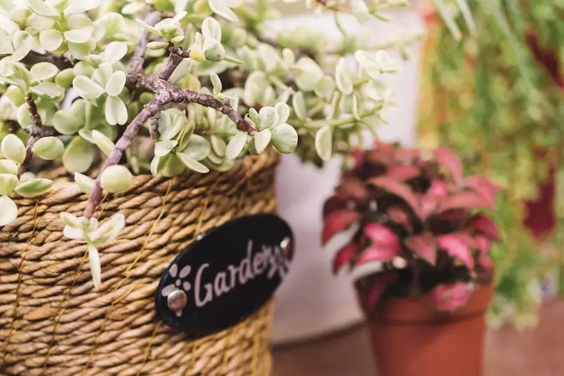 Flower-shop-names-4