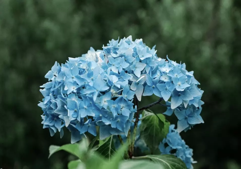 Flower-shop-names-6