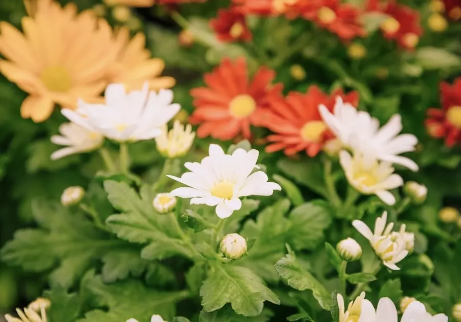 Flower-shop-names-7
