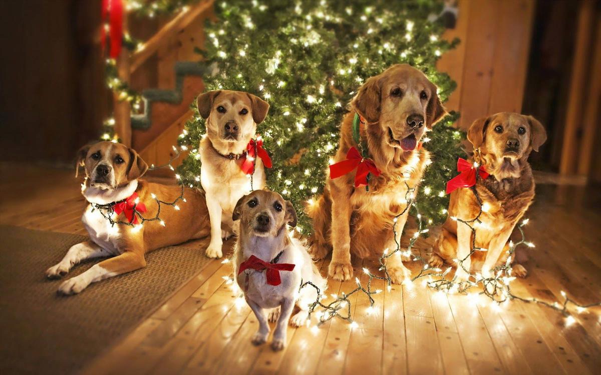 Pet-Sitting Service for Christmas